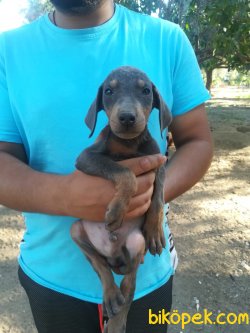 DOBERMAN BLUE HEM DE COK UYGUNA !!!!! 5