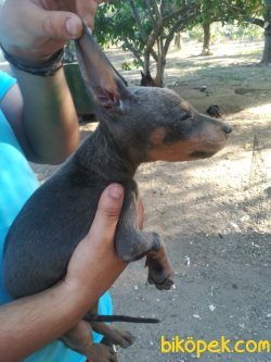 DOBERMAN BLUE HEM DE COK UYGUNA !!!!! 4