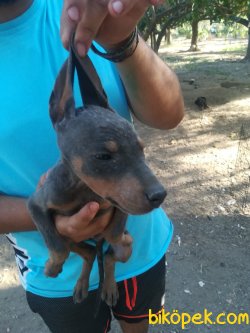 DOBERMAN BLUE HEM DE COK UYGUNA !!!!! 3