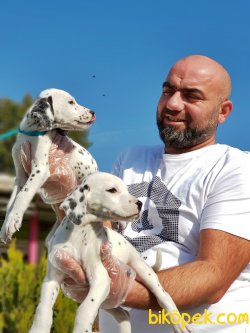 DALMAÇYALI YAVRULARIMIZ YENİ AİLELERİNİ BEKLİYOR 3
