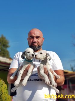 DALMAÇYALI YAVRULARIMIZ YENİ AİLELERİNİ BEKLİYOR 2