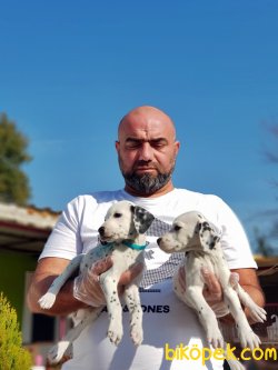 DALMAÇYALI YAVRULARIMIZ YENİ AİLELERİNİ BEKLİYOR 4