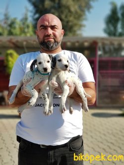 DALMAÇYALI YAVRULARI 5