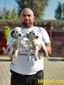 DALMAÇYALI YAVRULARI 2