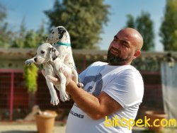 DALMAÇYALI YAVRULARI 3
