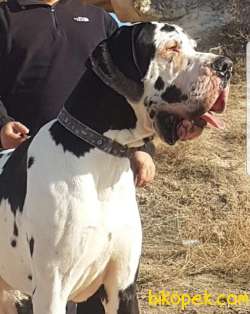 DANUA YAVRULAR ÇİFTLİĞİMİZDE 3