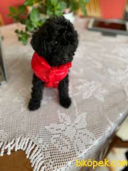TOY POODLE YAVRU 3