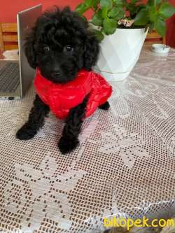 TOY POODLE YAVRU 2