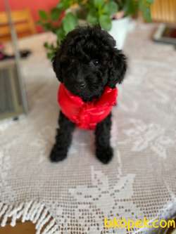 TOY POODLE YAVRU 1