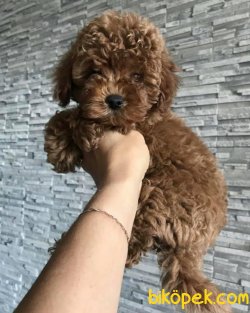 Dark Red Brown En Koyu Poodle Yavrular 3