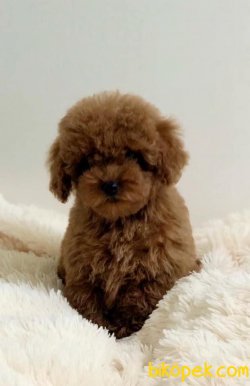 Dark Red Brown En Koyu Poodle Yavrular 1
