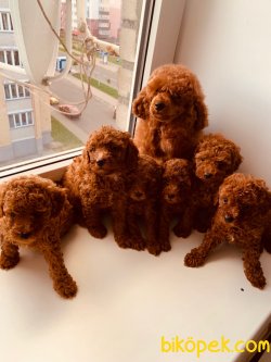 Dark Red Brown En Koyu Poodle Yavrularımız 1