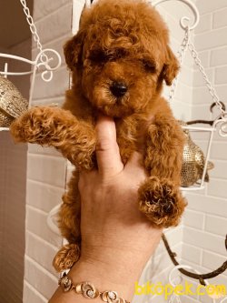 Dark Red Brown En Koyu Poodle Yavrularımız 3