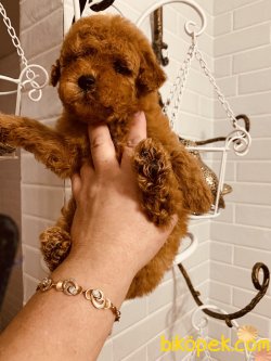 Dark Red Brown En Koyu Poodle Yavrularımız 2