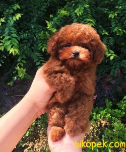 Dark Red Brown En Koyu Poodle Yavrularımız 1