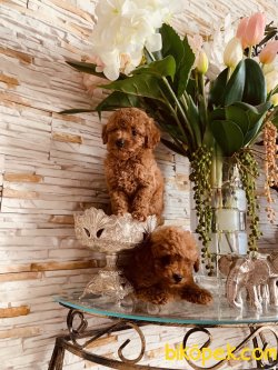 Dark Red Brown En Koyu Poodle Yavrularımız 3