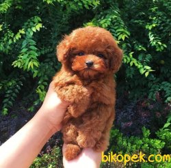Dark Red Brown En Koyu Poodle Yavrularımız 2