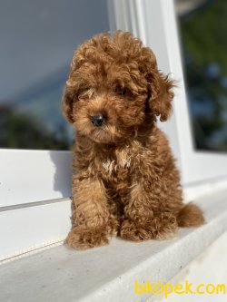 DARK RED BROWN TOY BEBEĞİMİZ 2
