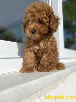 DARK RED BROWN TOY BEBEĞİMİZ 1