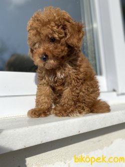 DARK RED BROWN TOY BEBEĞİMİZ 3