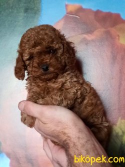 Dark Red Brown Toy Poodle Microchipli 3