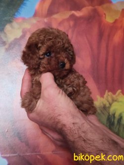 Dark Red Brown Toy Poodle Microchipli 2