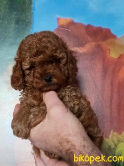 Dark Red Brown Toy Poodle Microchipli 1