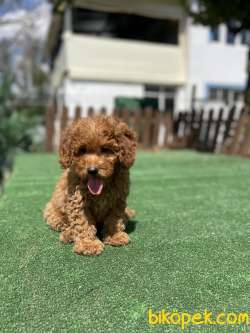 Dark Red Brown Toy Poodle Yavrularimiz 2