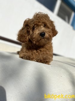 DARK RED ORJİNAL MALTİPOO 3