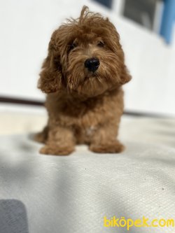 DARK RED ORJİNAL MALTİPOO 2