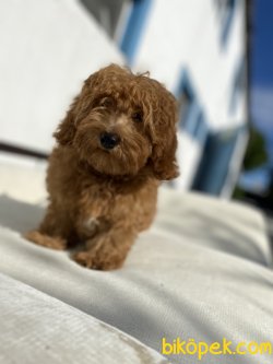 DARK RED ORJİNAL MALTİPOO 1