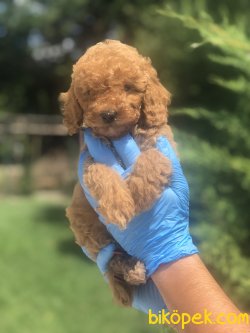 DARK RED POODLE BEBEKLER 1