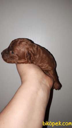 Dark Red Poodle Bebeklerimiz Rezerveye Açıktır. 3