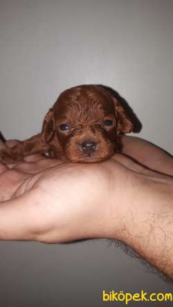 Dark Red Poodle Bebeklerimiz Rezerveye Açıktır. 2