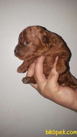 Dark Red Poodle Bebeklerimiz Rezerveye Açıktır. 1