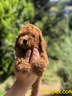 DARK RED POODLE YAVRULARIMIZ 1