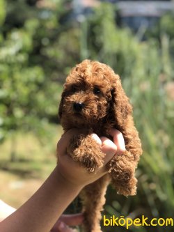 DARK RED POODLE YAVRULARIMIZ 3