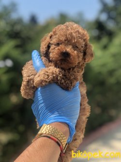 DARK RED RUSSIA URETIM MIKROCIPLI POODLE YAVRULAR 2