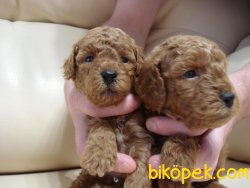 Dark Red Tea Cup Poodle Yavrumuz 4