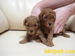 Dark Red Tea Cup Poodle Yavrumuz 1