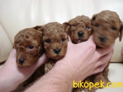 Dark Red Tea Cup Poodle Yavrumuz 2