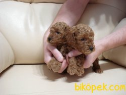 Dark Red Tea Cup Poodle Yavrumuz 3