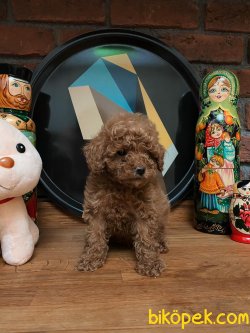 DARK RED TEACUP POODLE BEBEKLER 1