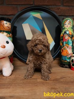 DARK RED TEACUP POODLE BEBEKLER 2