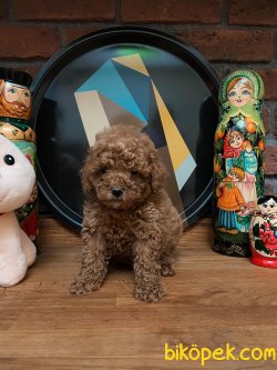 DARK RED TEACUP POODLE BEBEKLER 3