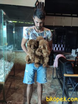 Dark Red Toy Poodle 2