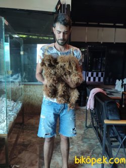 Dark Red Toy Poodle 4