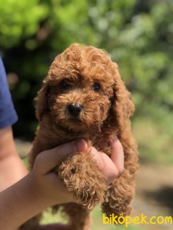 DARK RED TOY POODLE BEBEKLER 2