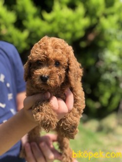 DARK RED TOY POODLE BEBEKLER 1