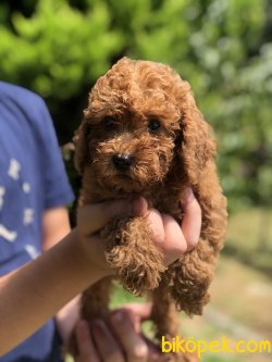 DARK RED TOY POODLE BEBEKLER 3